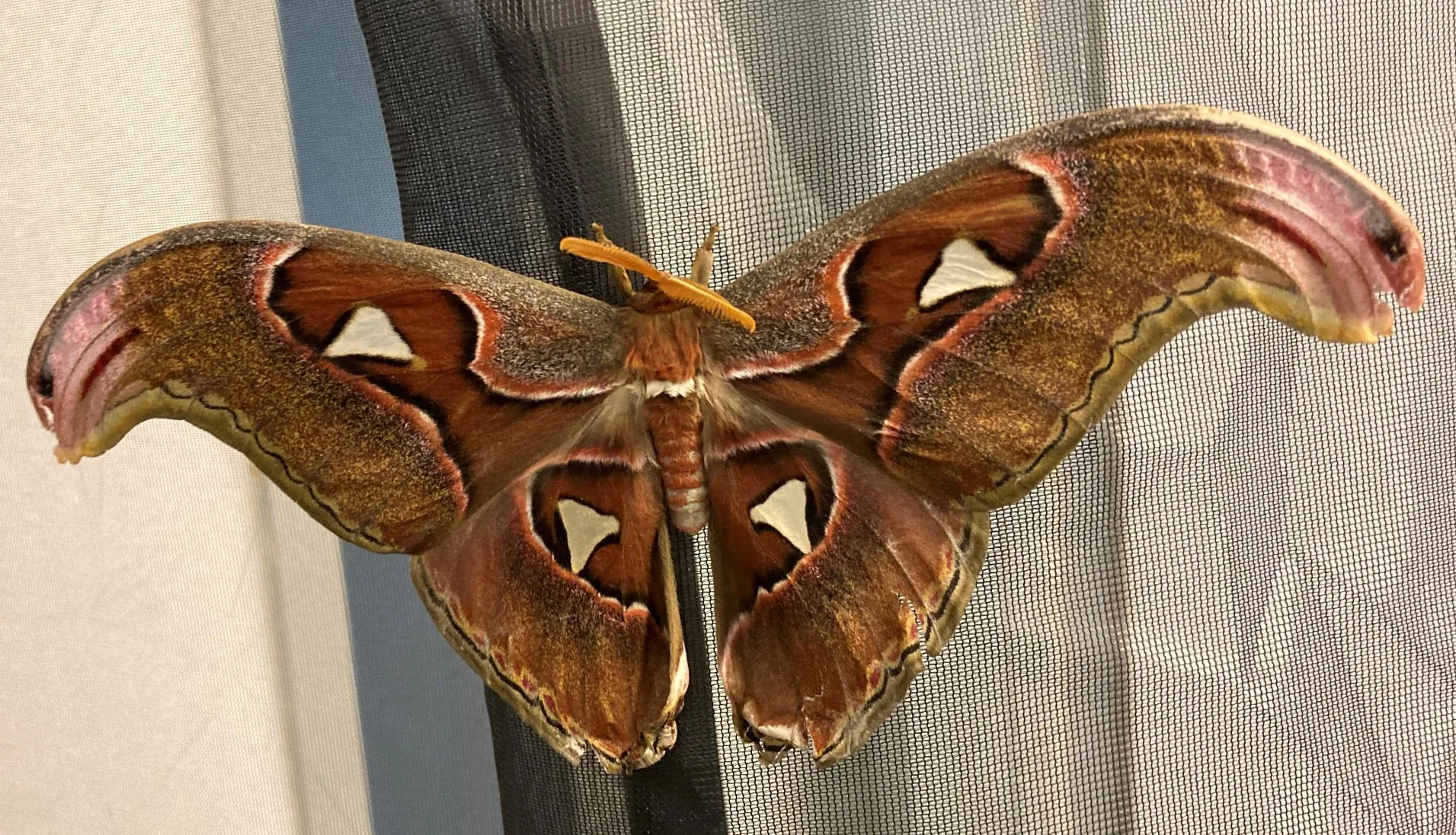 Atlasspinner 05